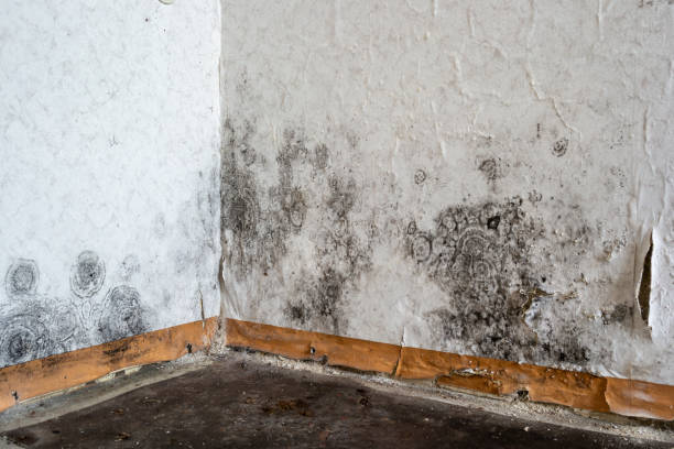 Best Mold Damage Repair  in Nags Head, NC